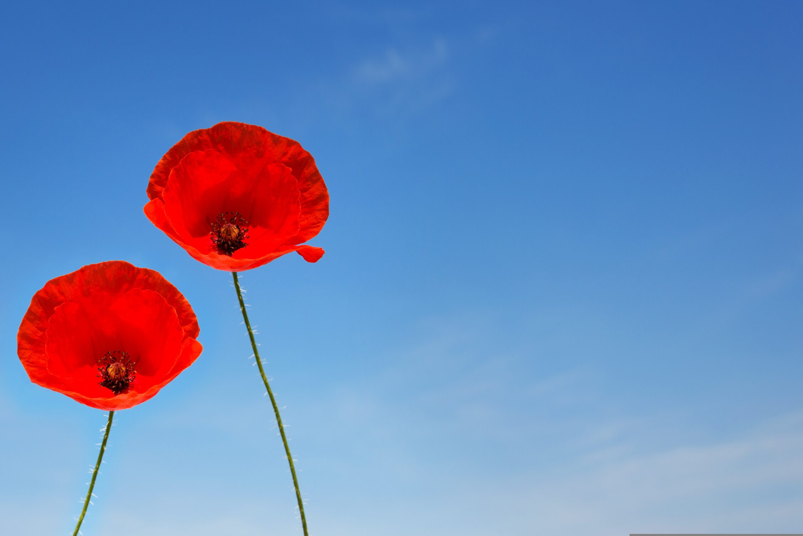 Tall Poppy